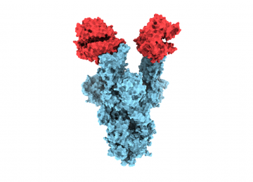 UBC researchers unveil first molecular images of B.1.1.7 COVID-19 mutation