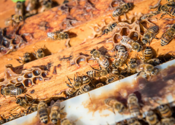 Keeping honey bee queens healthy through Canadian winters