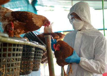 Preparing for future threat of avian influenza